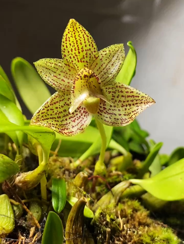 新奇植物之:奇花异草