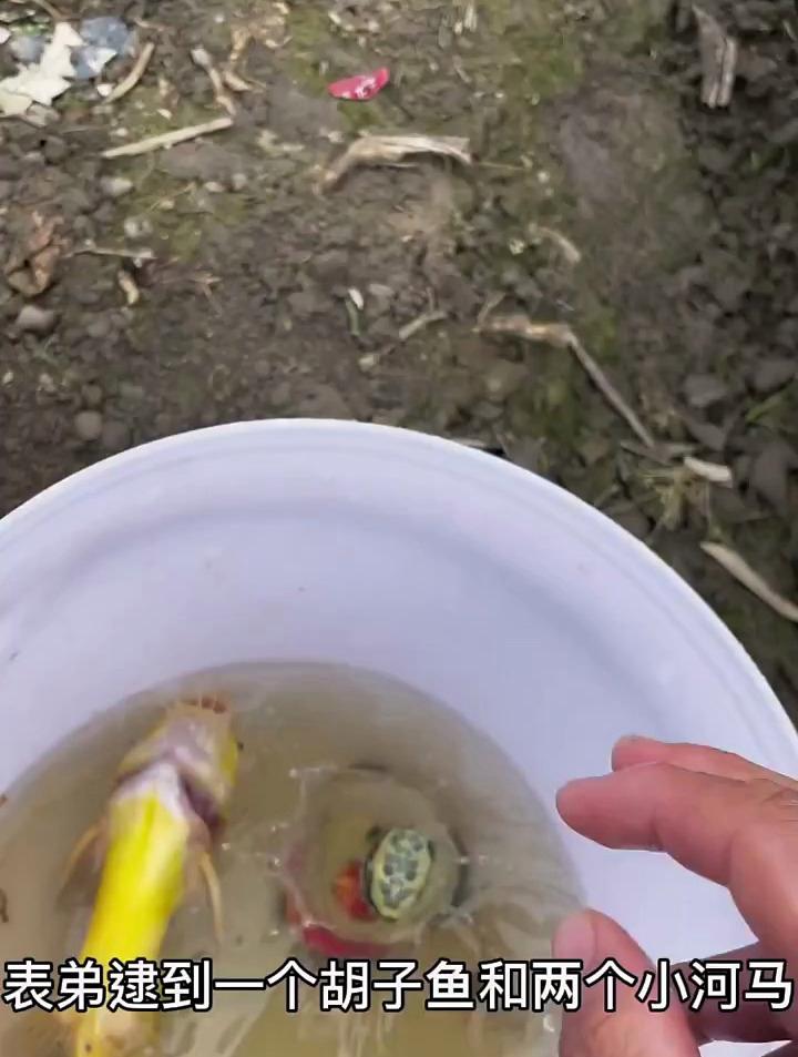 小河边捞鱼了,看看我抓了多少鱼,收获满满啊