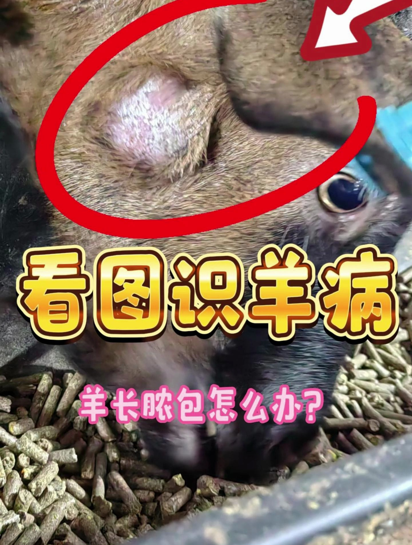 皮老师养羊知识小课堂:羊长脓包有哪些原因?我们怎么办?-度小视