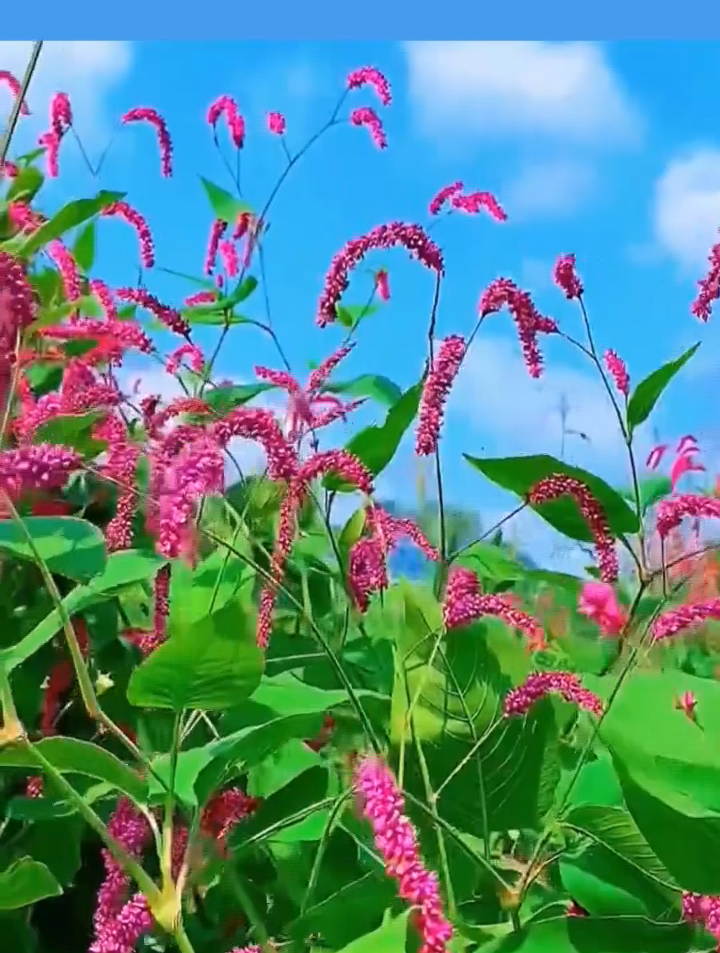 自然风景 一花一世界