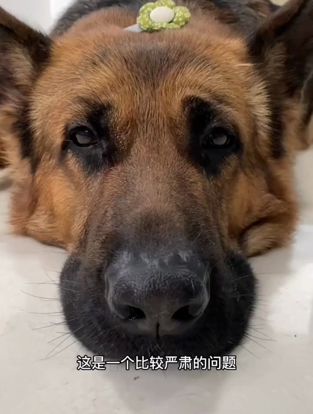 军犬退役后还能繁育后代吗