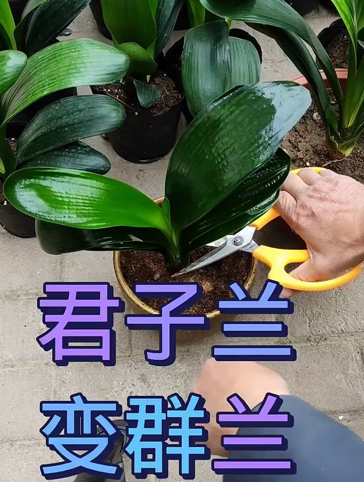 君子兰变群兰 怎么做到的