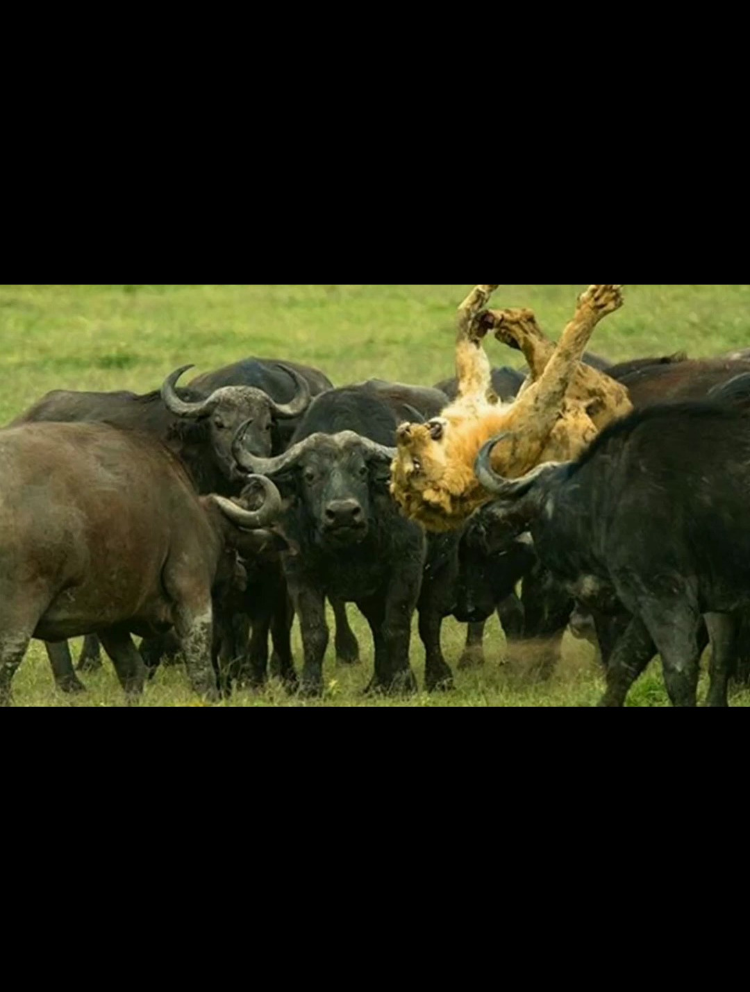 草原狮子捕食混剪,野牛真不是吃素的,顶飞狮子-度小视