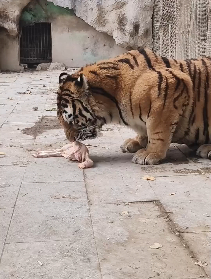东北虎,这是一只母老虎,特别可爱!野生动物零距离 动物园-度小视