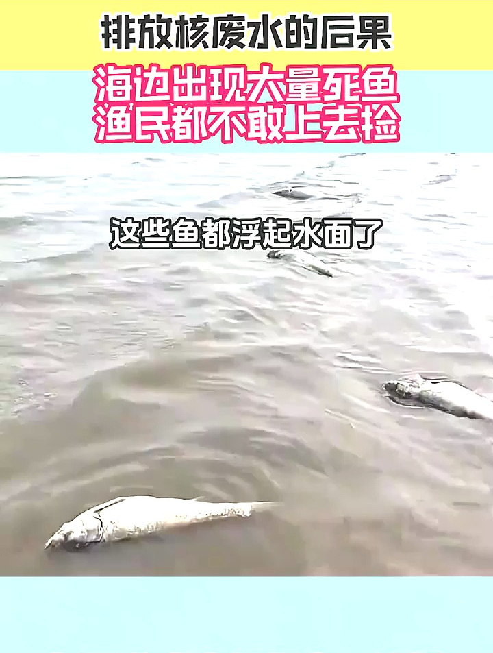 排放核廢水的後果,海邊出現大量死魚,漁民都不敢上去撿