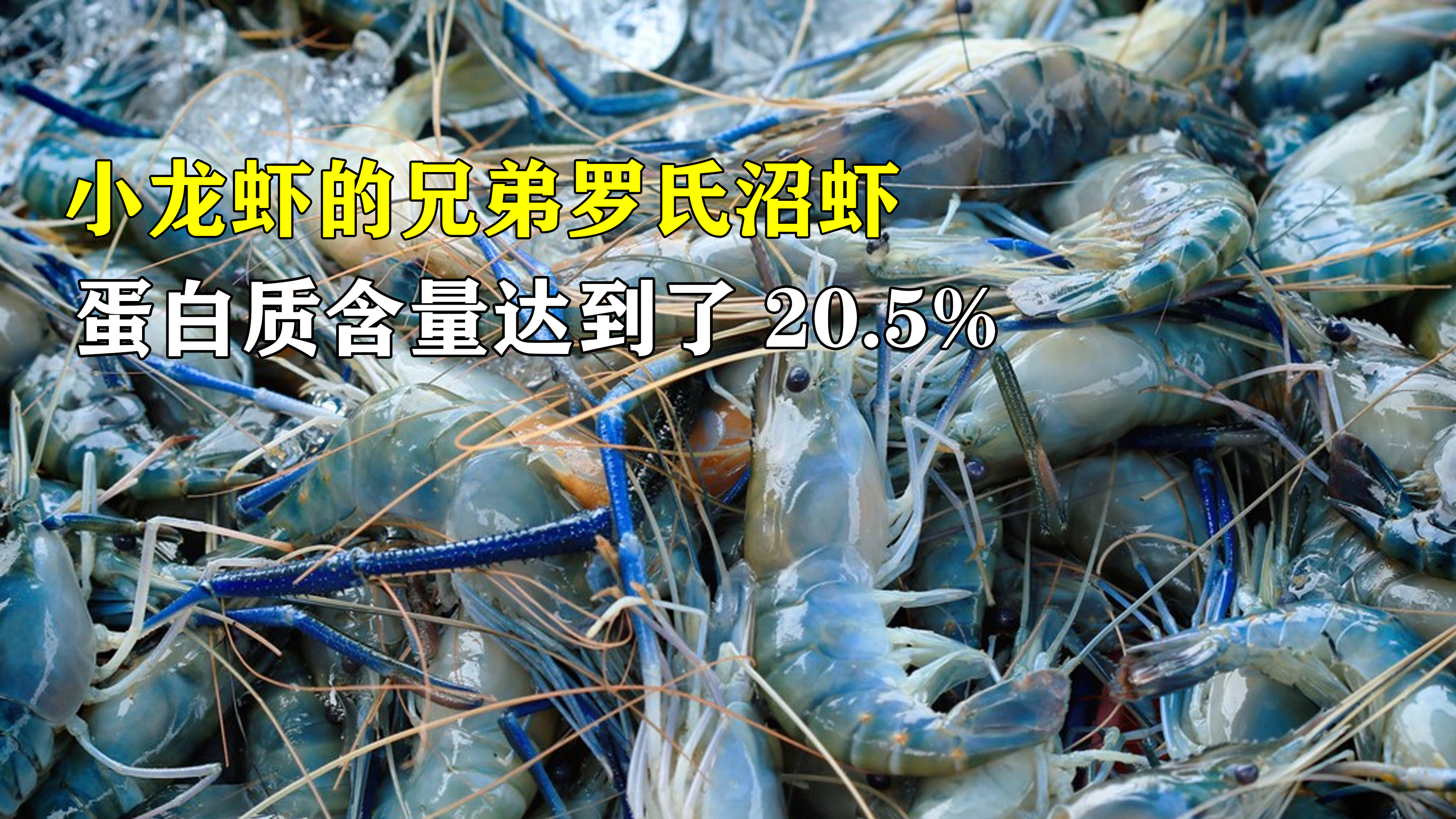 小龙虾的兄弟罗氏沼虾,没来得及泛滥便被搬上餐桌,味道非常鲜美