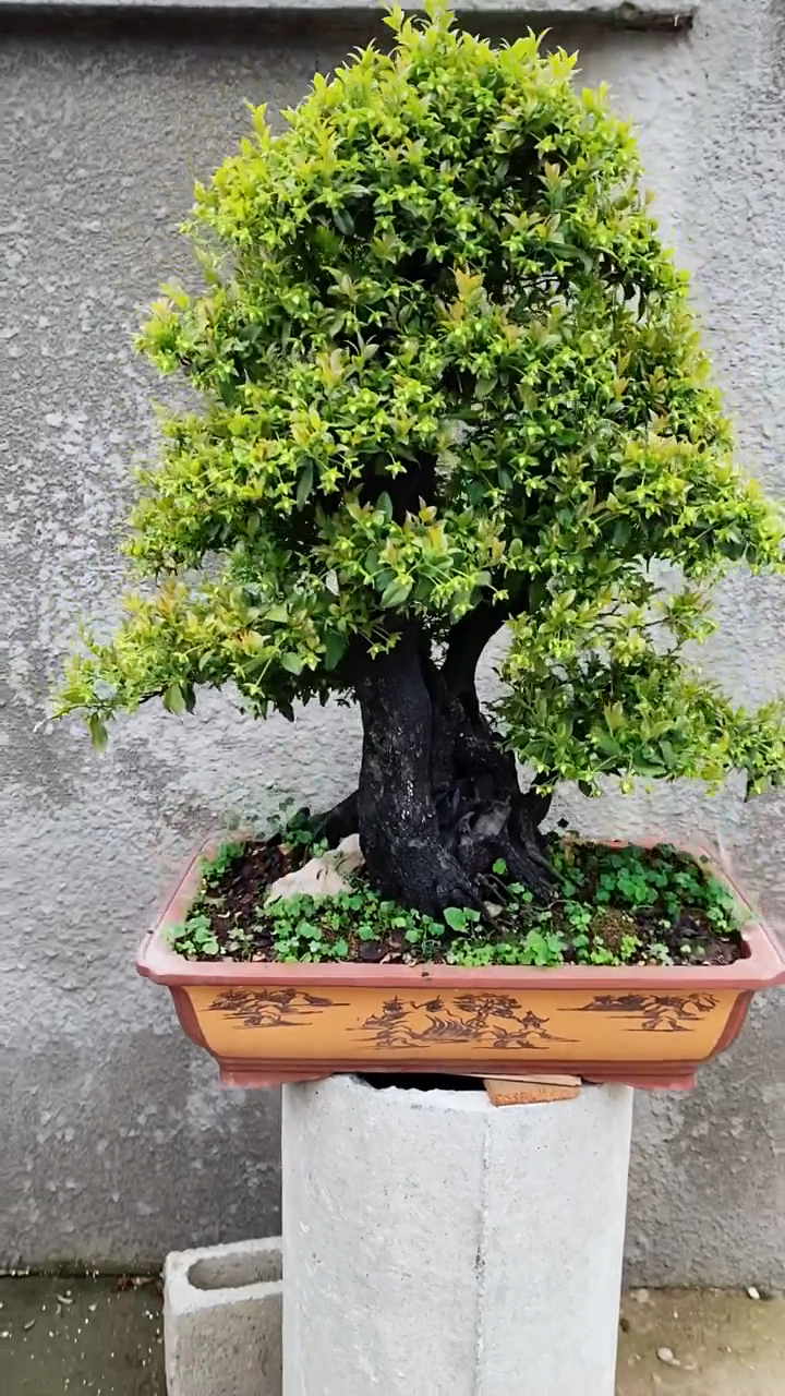 挂满果子的古桩金弹子