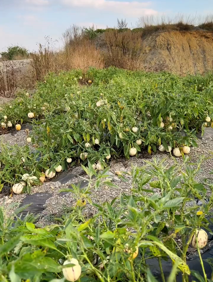 人参果地头走一走,天气越来越冷了,果子成熟慢,更香甜了