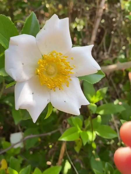 山上的糖罐花开 采点给孩子们蒸糖罐花糍粑-度小视