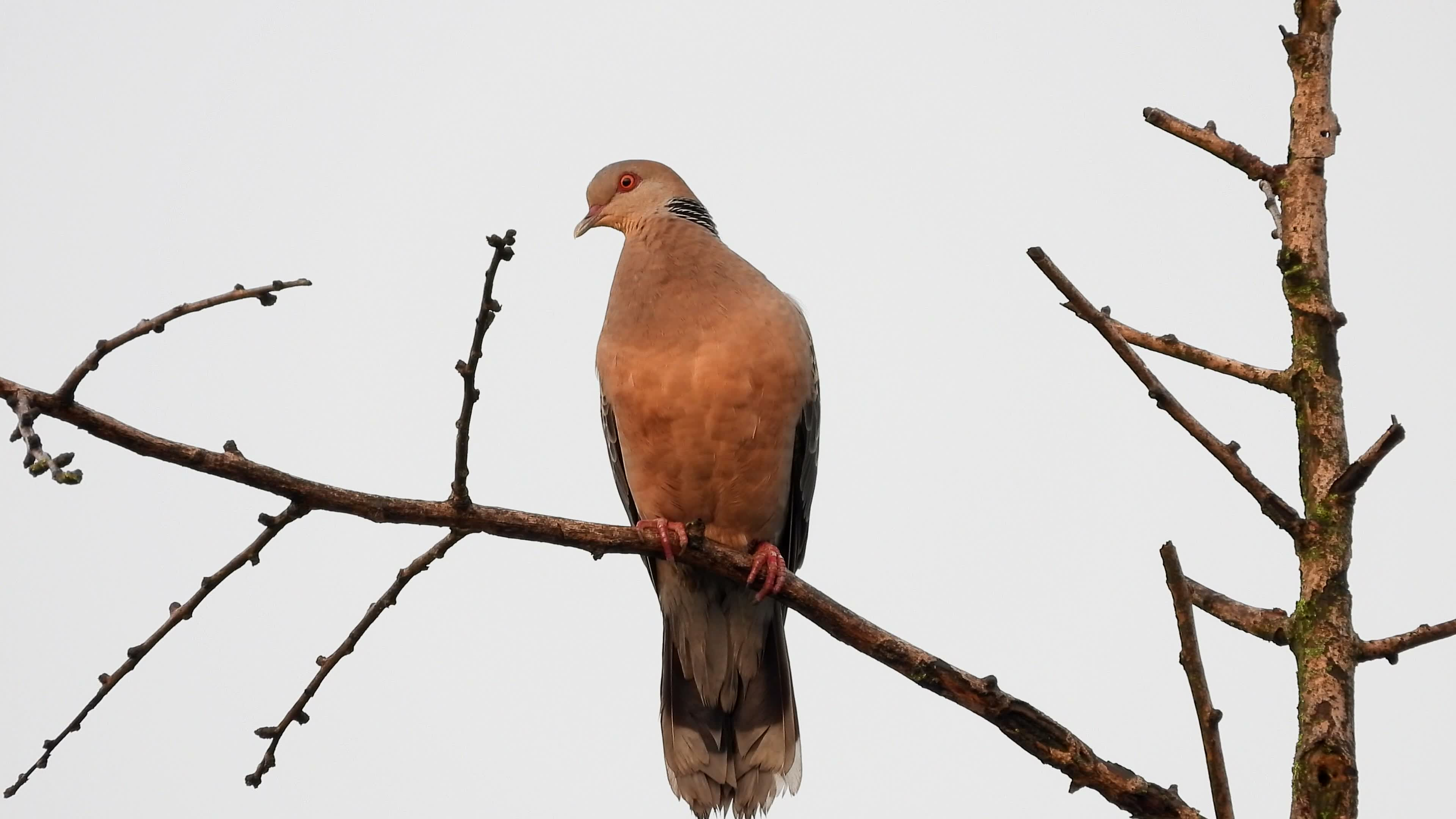 山斑鸠大斑鸠,鱼鳞斑鸠虎纹斑鸠叫声