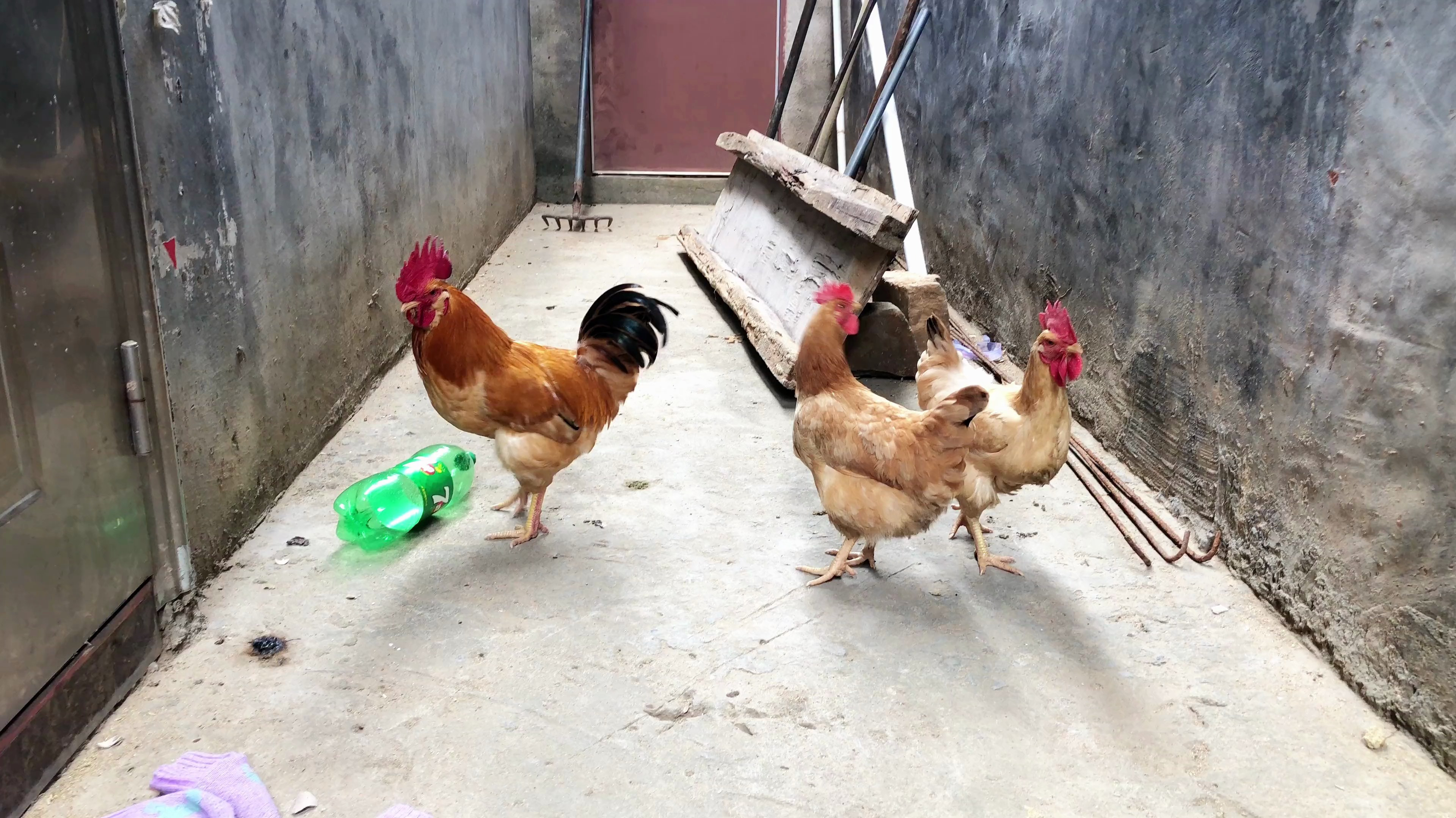 你们家公鸡是不是也一样,喜欢哪只母鸡那只母鸡背越秃?