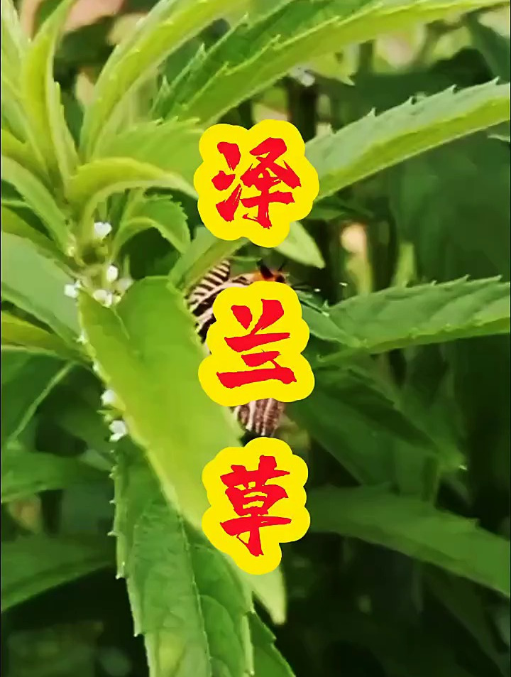 泽兰草可是好东西,全草可入药,根茎入药就叫地笋,可泡酒可煮水