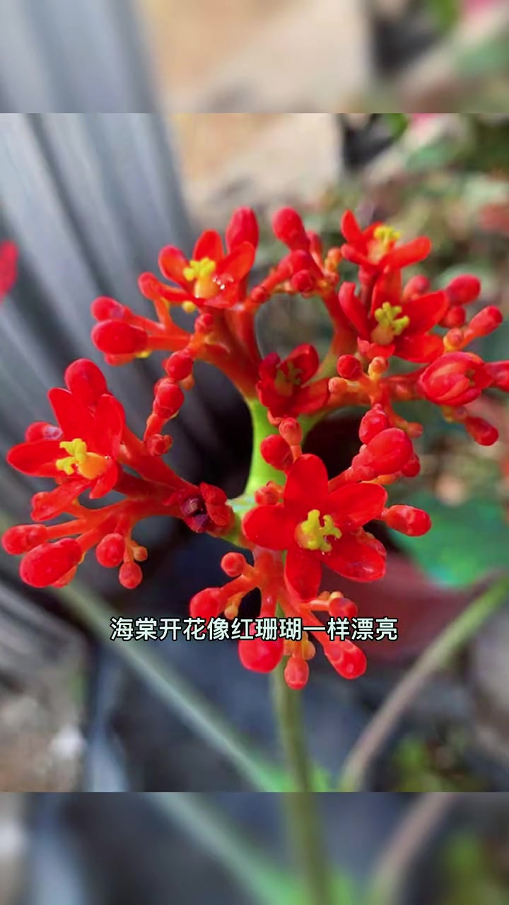 佛肚海棠开花像珊瑚一样漂亮只要阳光充足就能四季花开不断