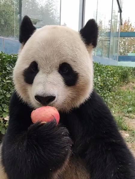 2022-11-07300熊猫墩墩11093粉丝  关注dnf:水友来找游戏酱包增幅,号