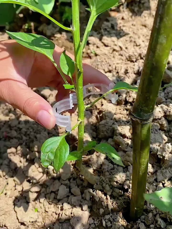 这个新发明可真好用,以后绑茄子辣椒就不用绳子了,用它一按就好-度小