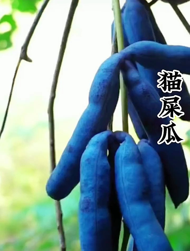 猫屎瓜,又名猫儿屎,鬼指头,应该好多人没吃过吧