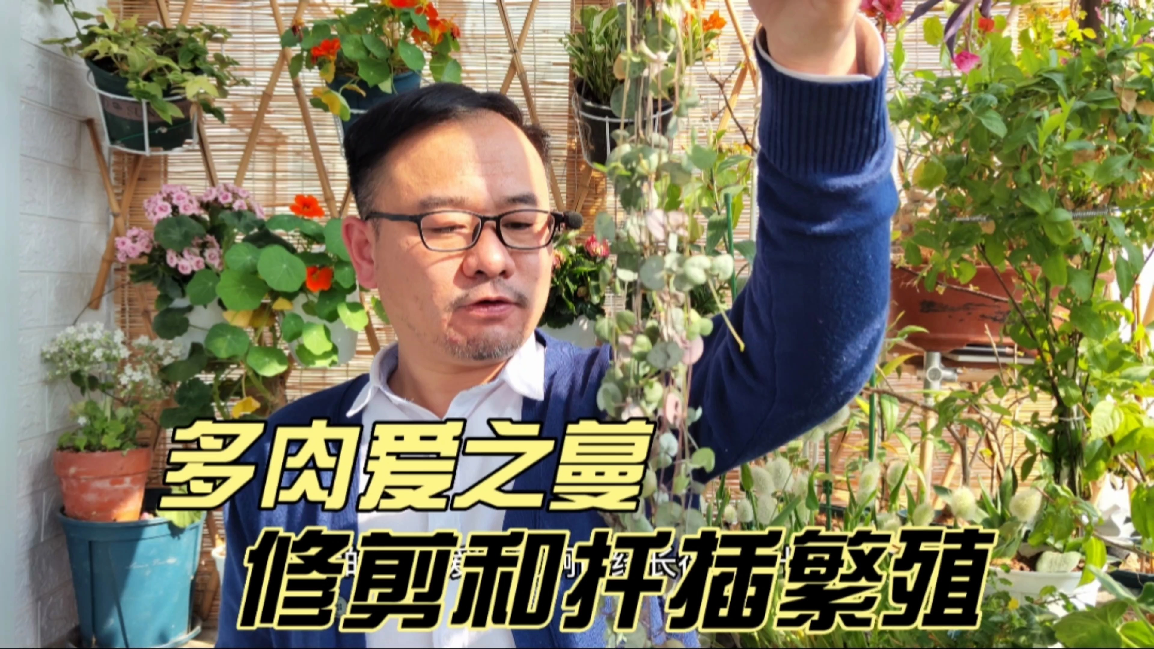多肉植物爱之蔓，长得太长了，修剪一下，顺便扦插繁殖
