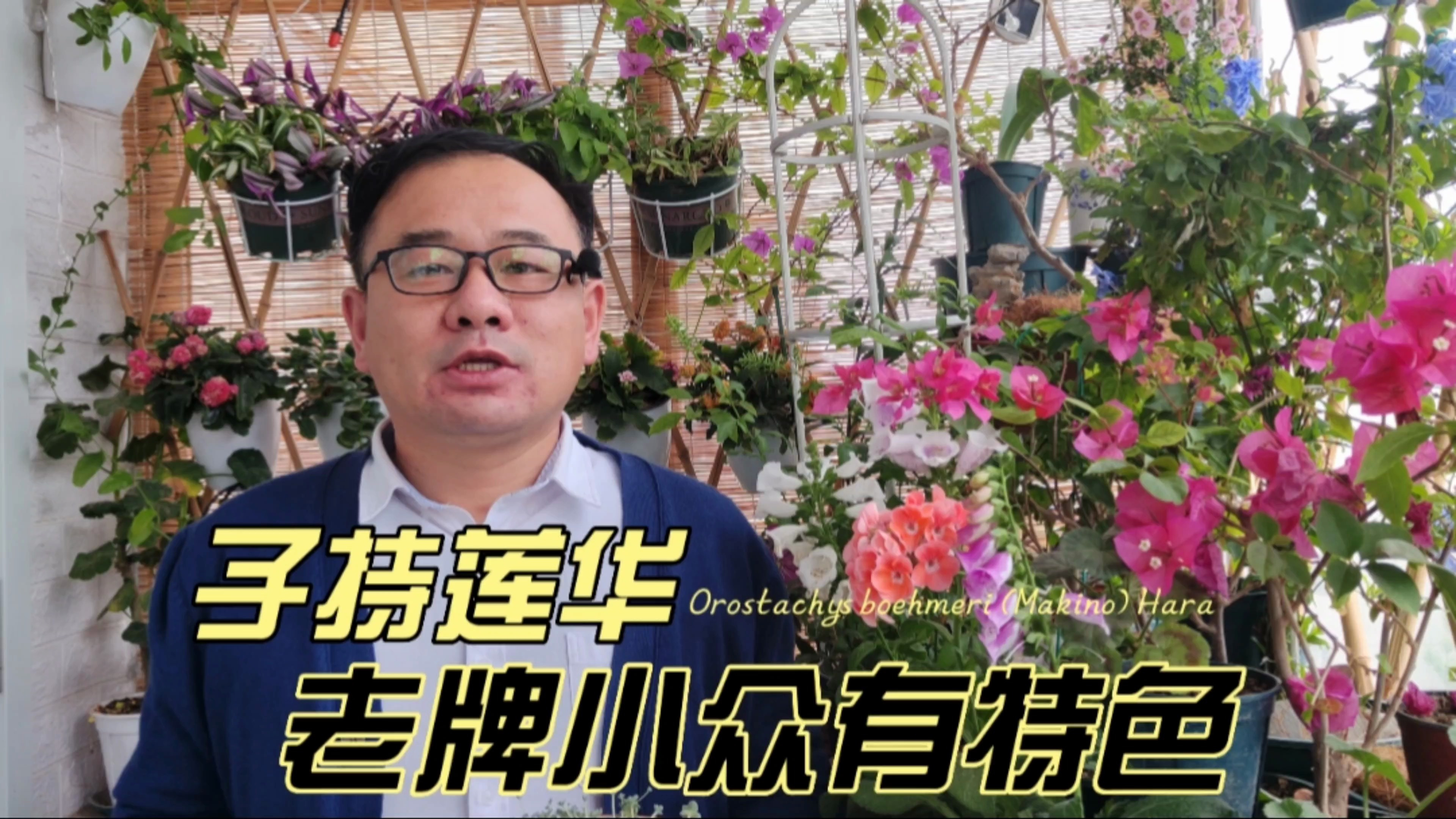 喜欢多肉，不妨养盆子持莲华，老牌但小众，爆崽快很皮实