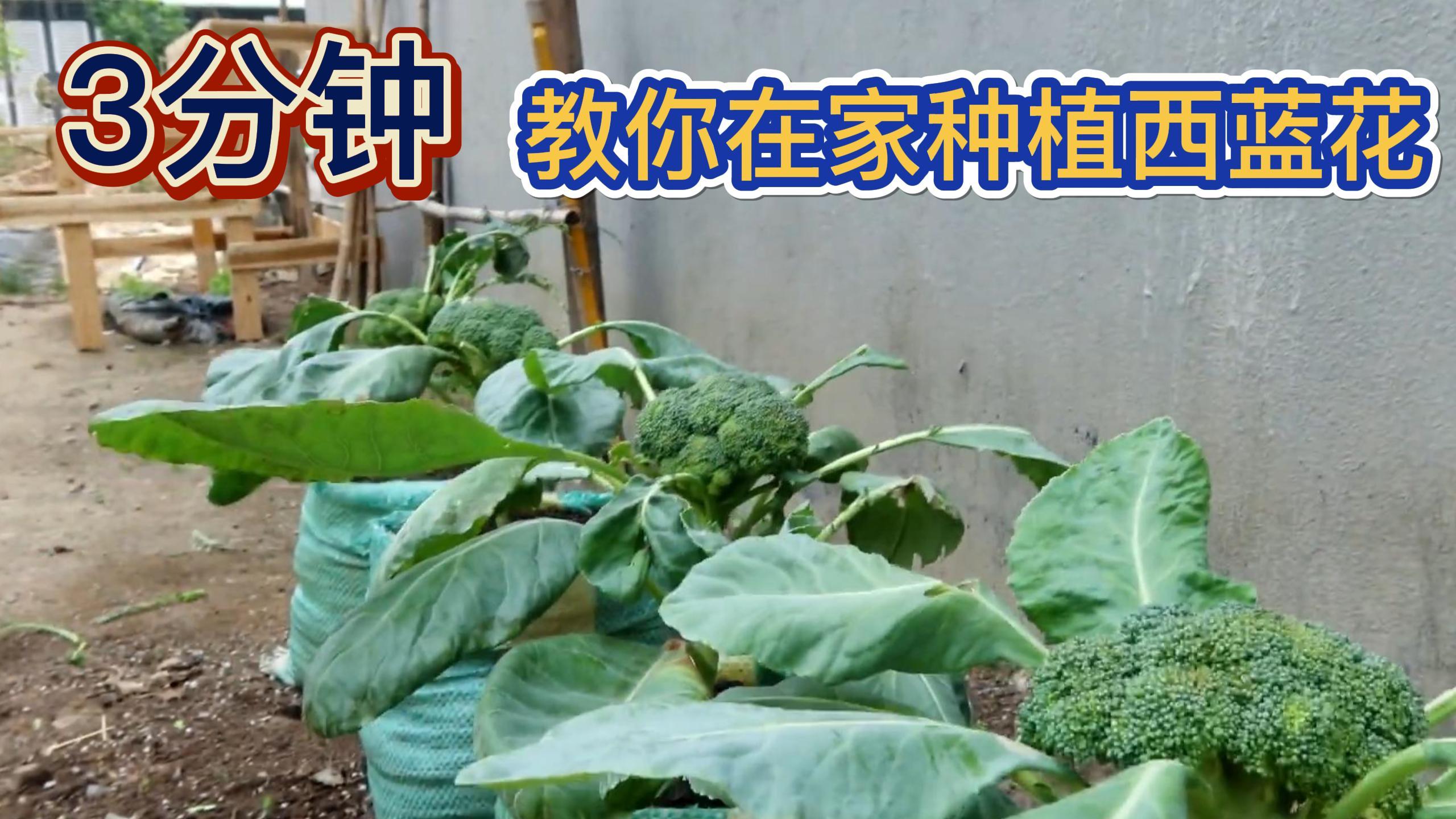 绿花菜千万别再花钱买,学会这1种方法,在家也能轻松种出西兰花