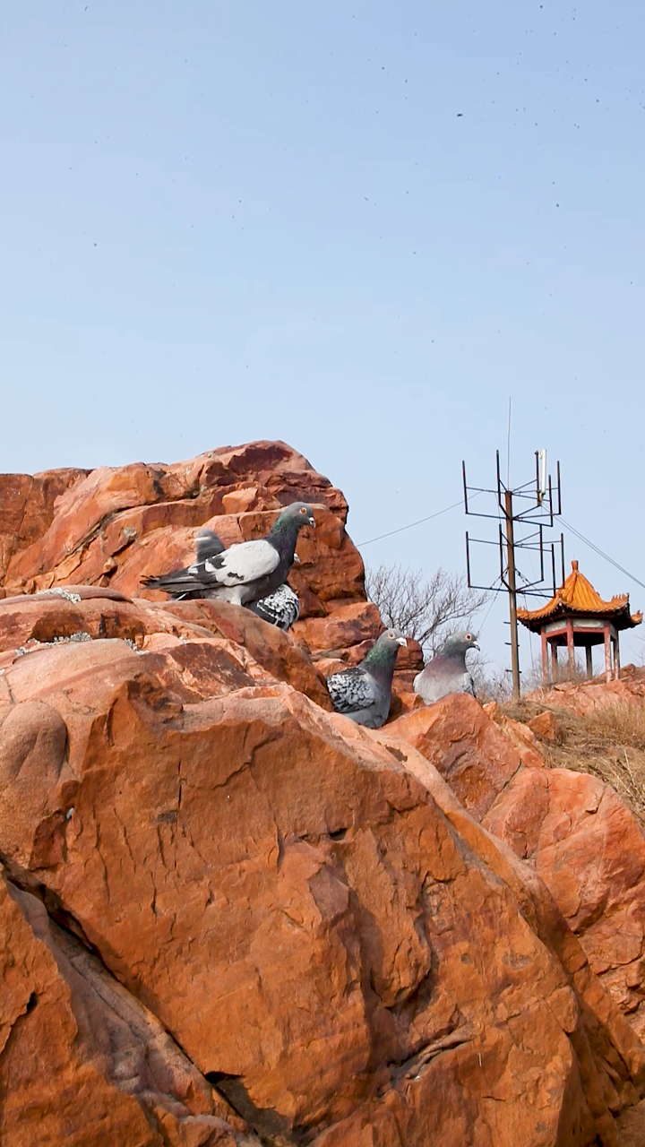 保护鸟类地方品种舞钢鹁鸽人与自然和谐共处