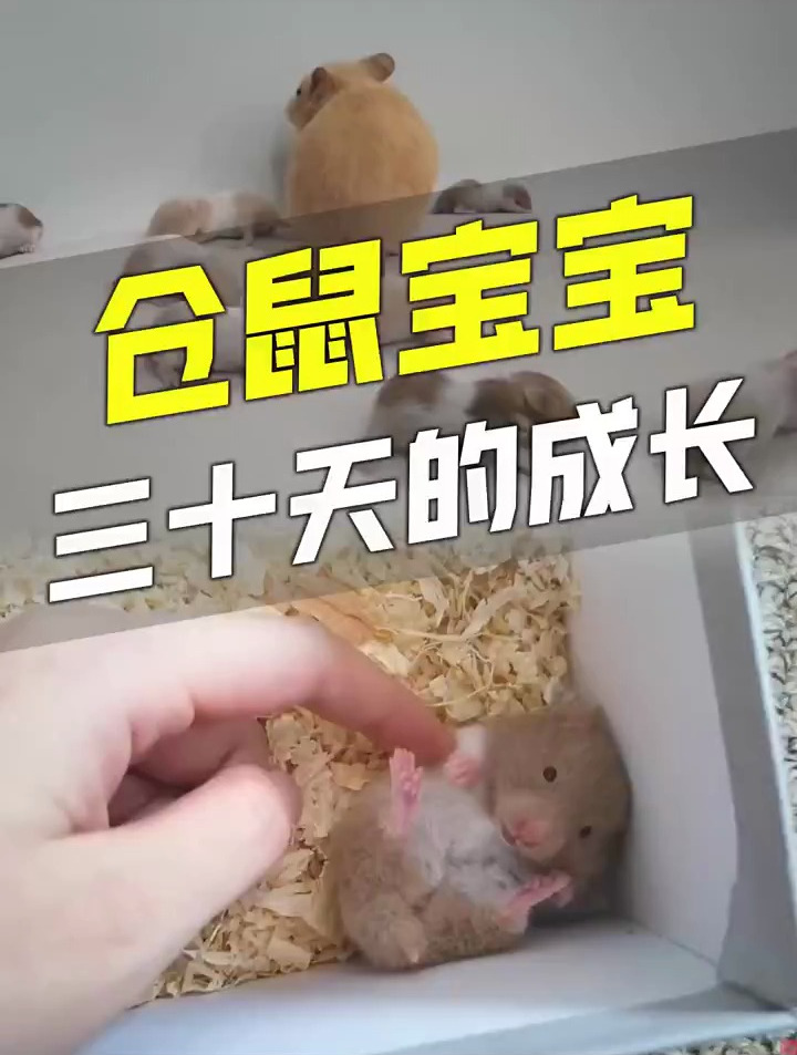仓鼠的生长究竟有多快?记录鼠宝三十天的成长