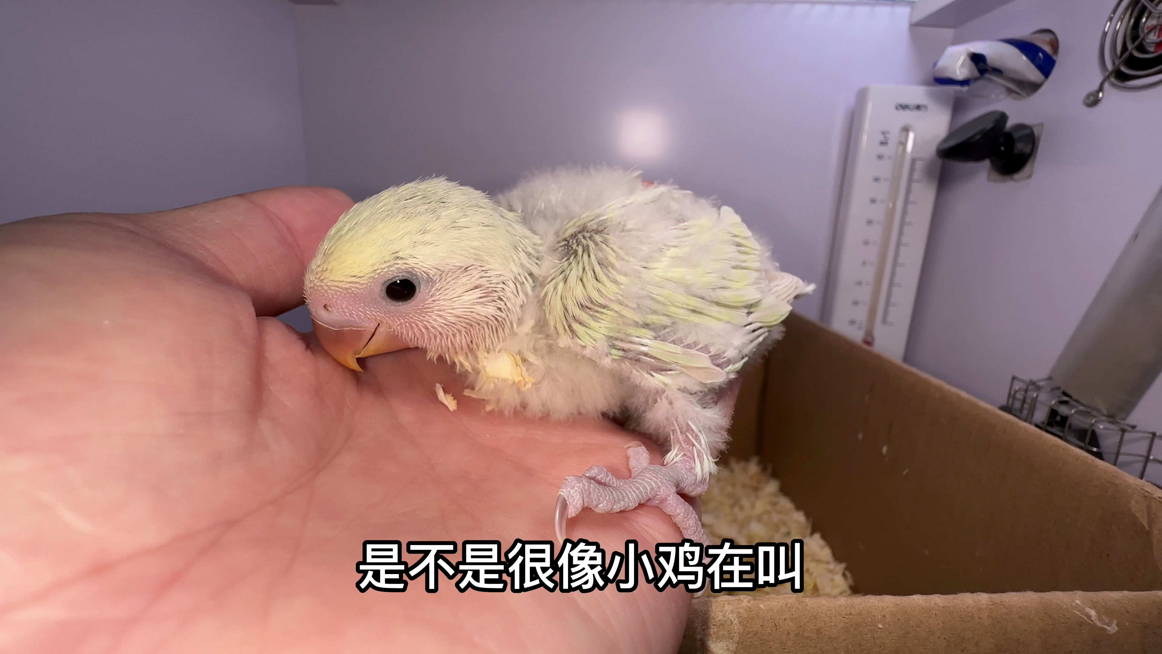 我还以为谁家小鸡跑我家来了，原来是这小家伙在叫