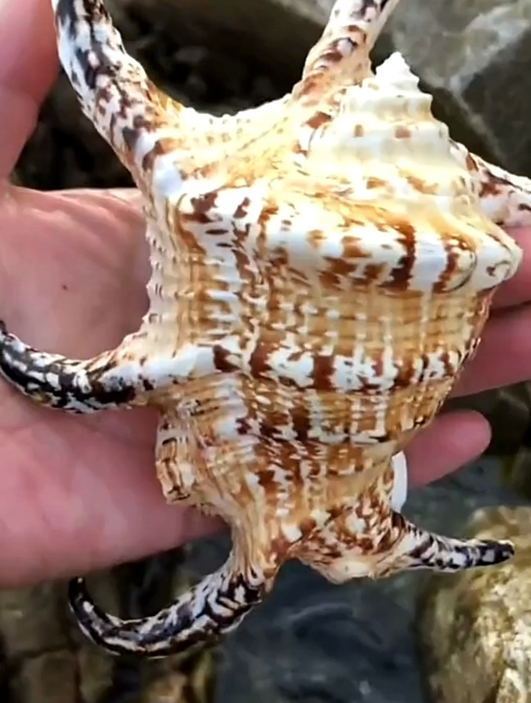 住城市的小伙伴们,你们一定没见过六角海螺壳!