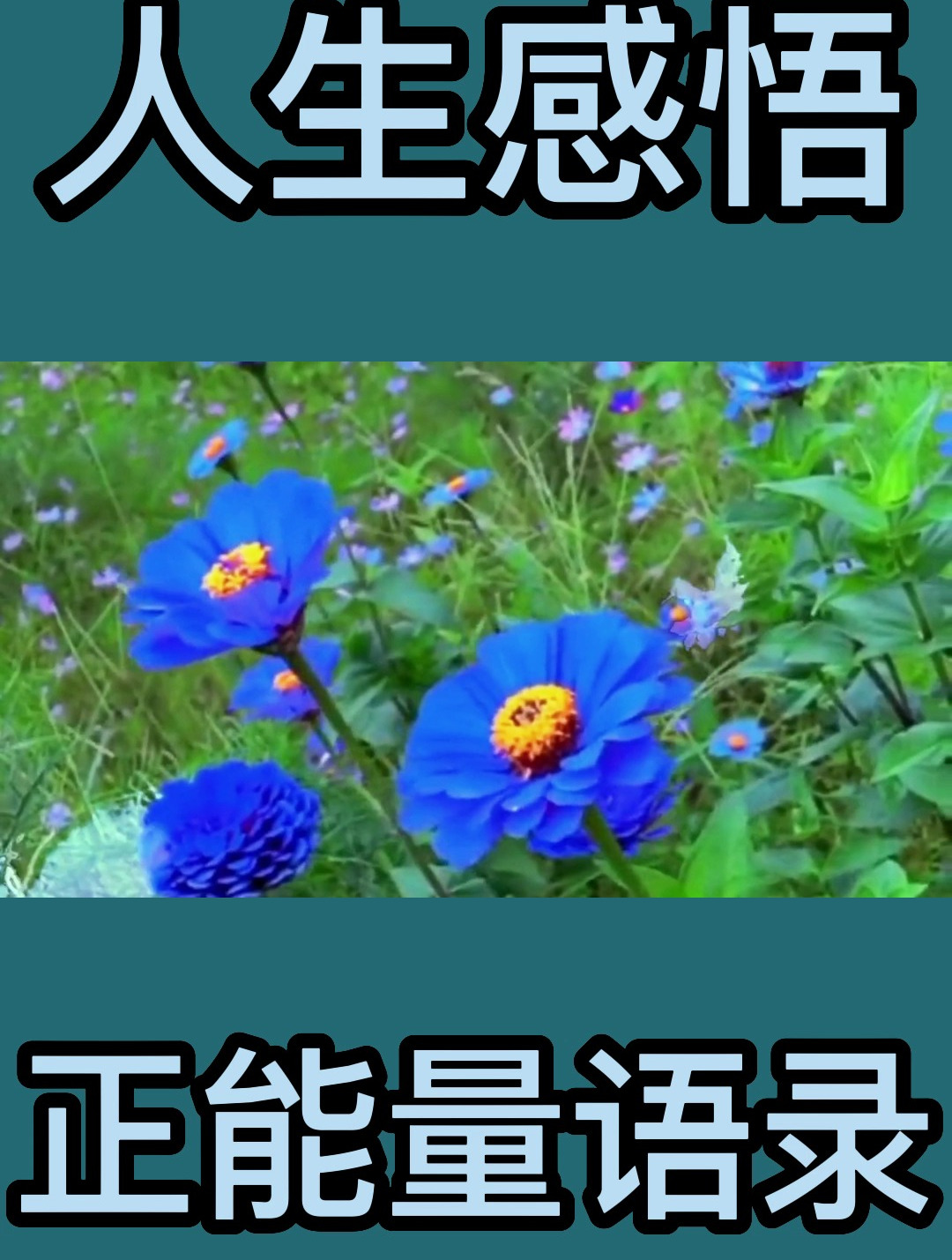 人一辈子四个字,人生感悟,正能量语录-度小视