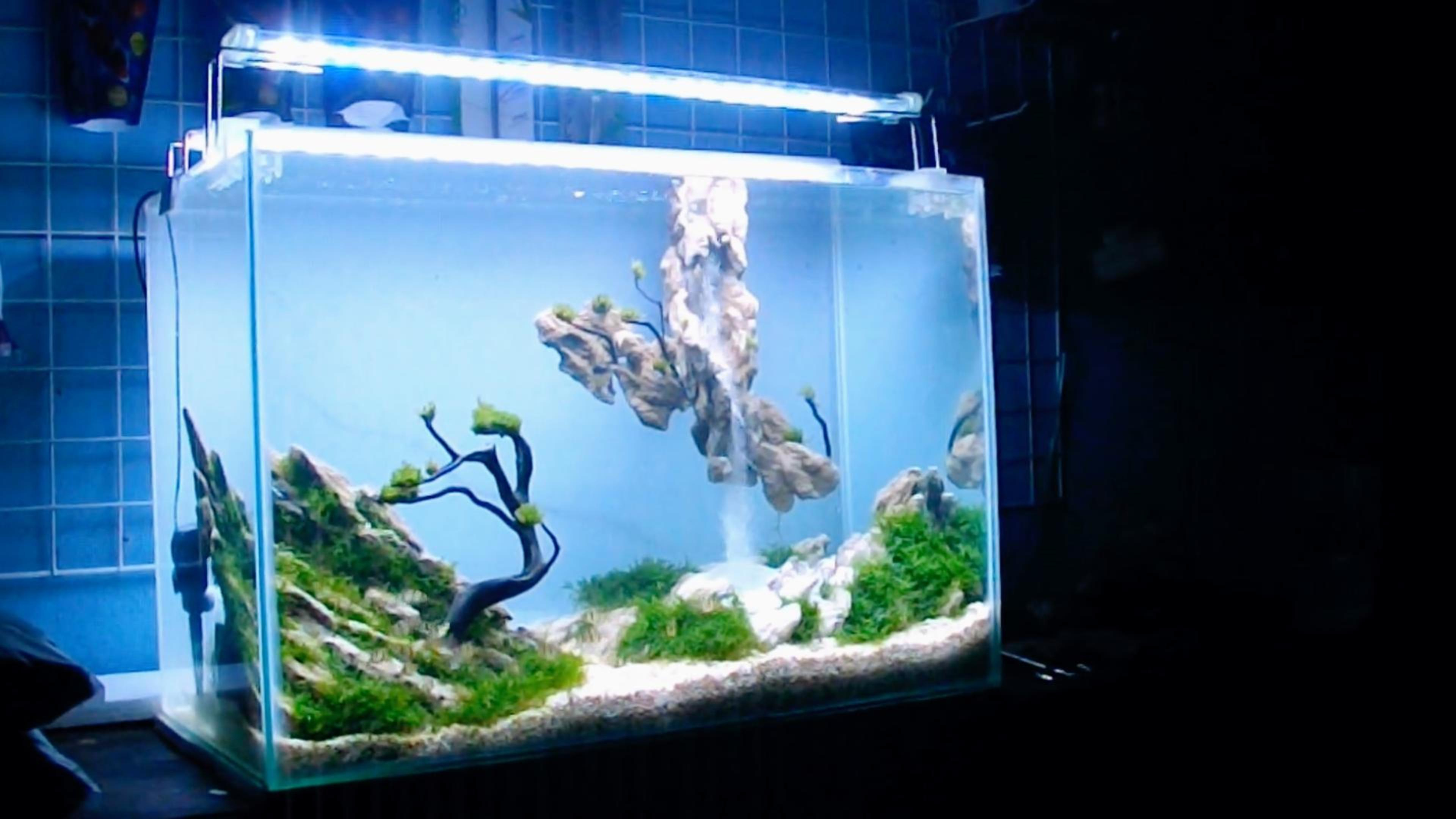 鱼缸里的流沙瀑布景观,几块石头和一些莫斯就能成景,好像很简单
