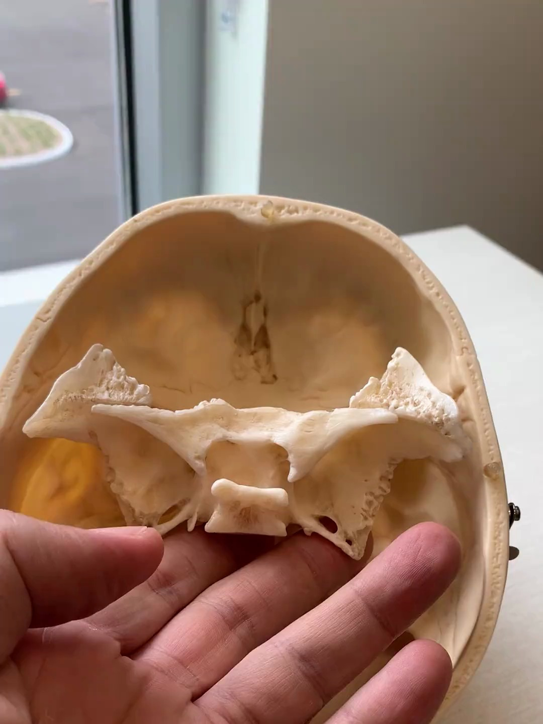 人体结构蝶骨