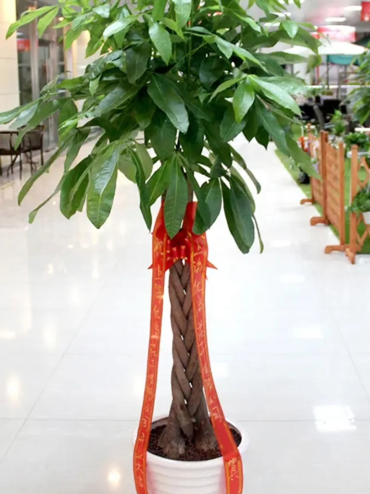 家里养一盆发财树,寓意财运滚滚来,事业高升