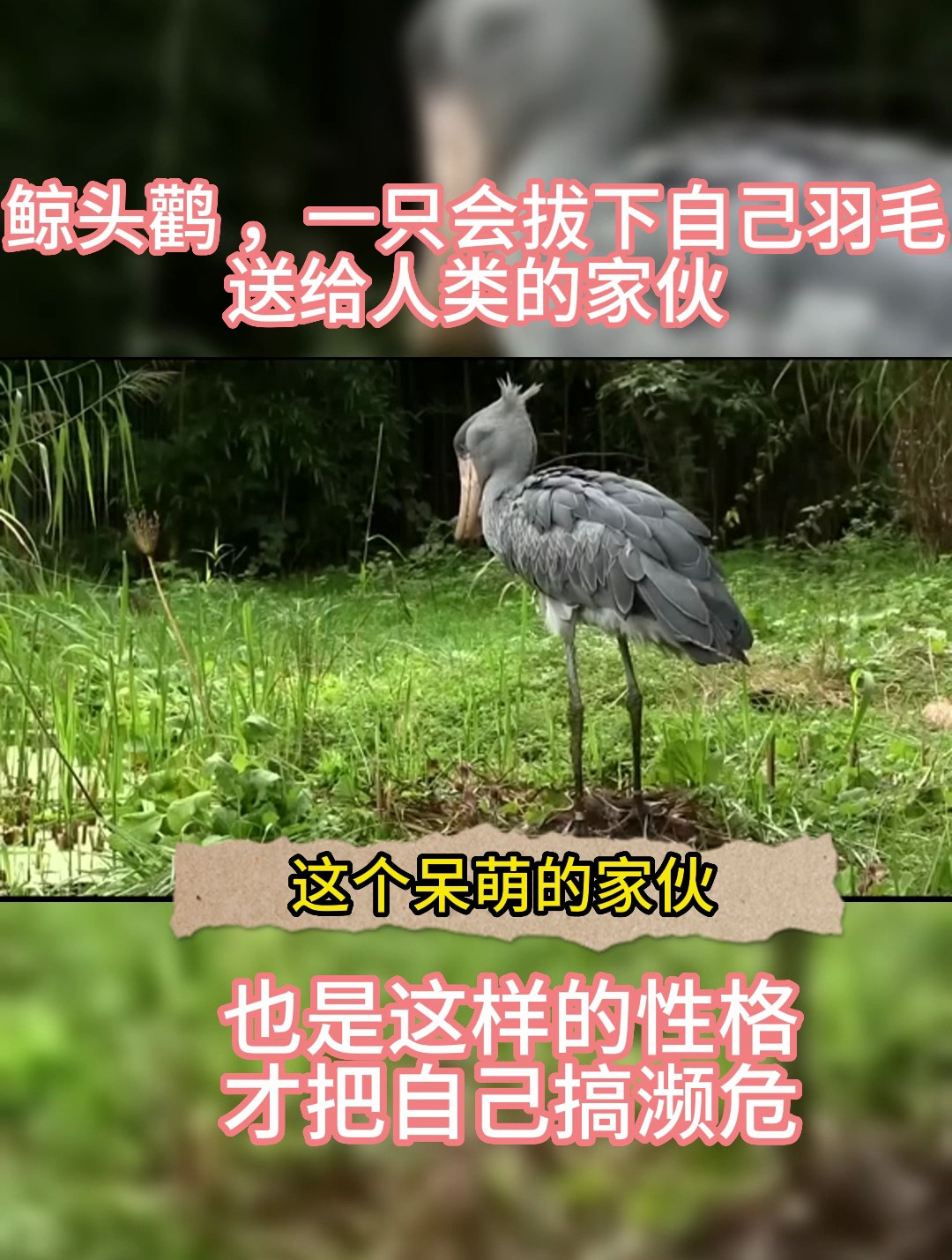 鲸头鹳,一只会拔下自己羽毛送给人类的家伙