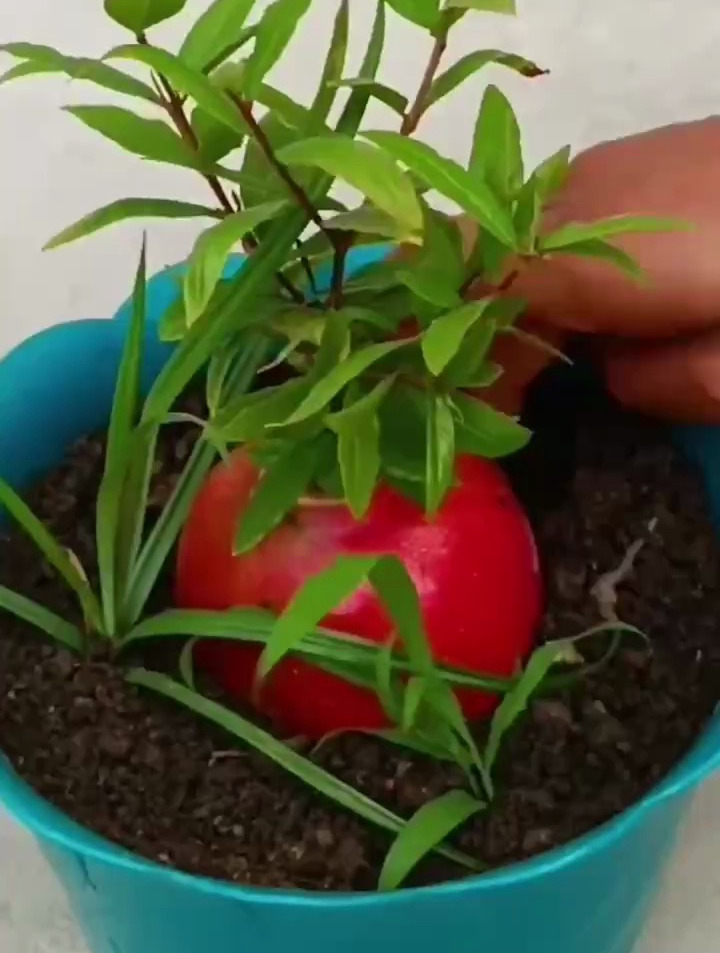 让石榴生根发芽的方法!