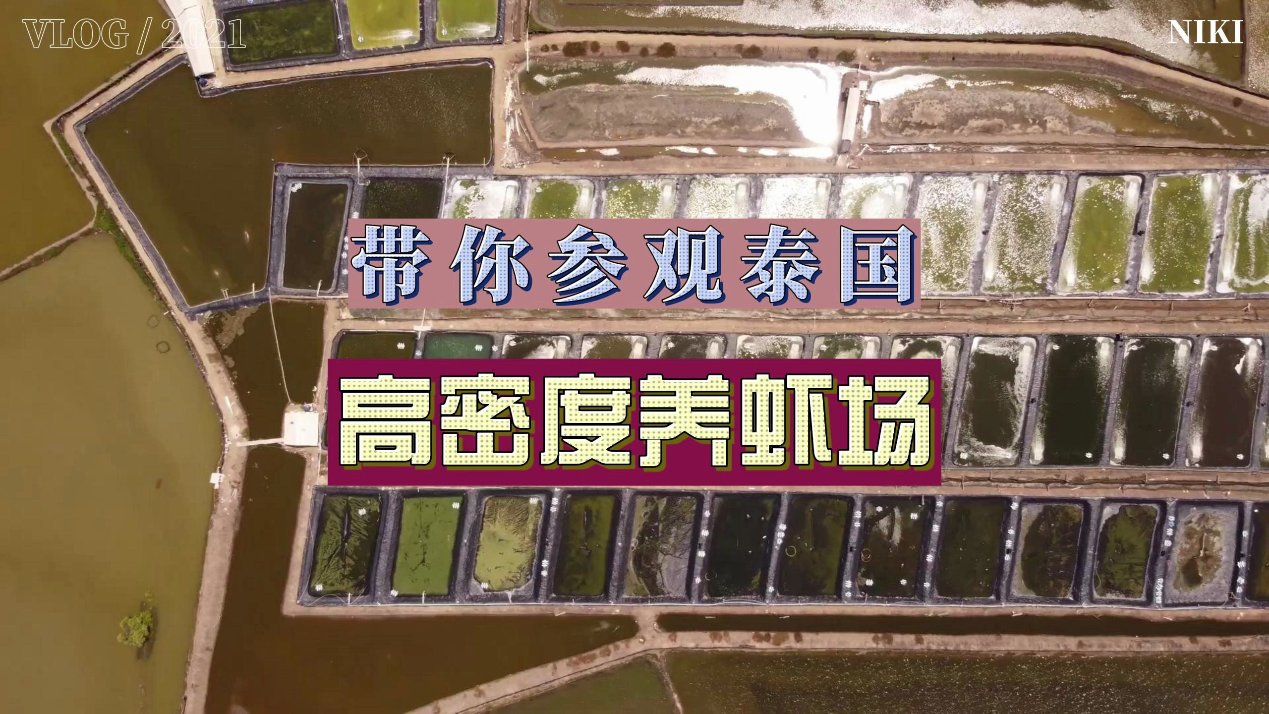 牛!带你参观泰国高密度养虾场,虾产量为何那么高?