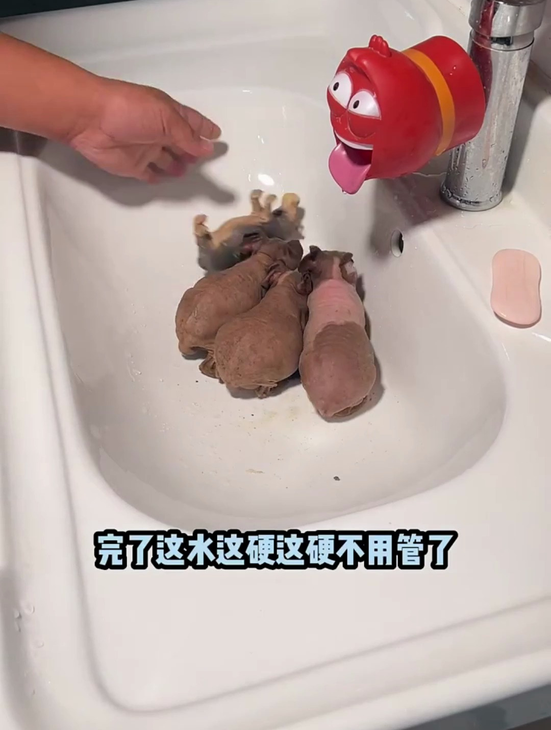 迷你小河马痛失爱宠
