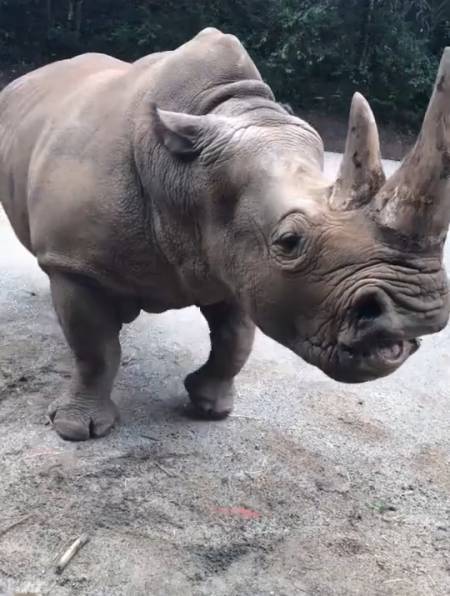 大犀牛来了,霸气不?喜欢的双击,带你近距离感受牛的味道!-度小视