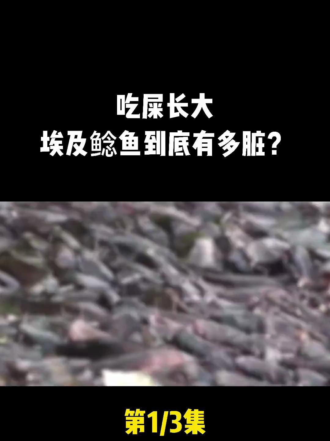 吃屎长大生下来就在粪坑,入侵我国40年,埃及鲶鱼到底有多脏