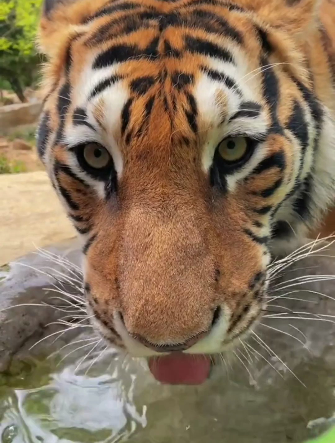 老虎趴着喝水图片图片