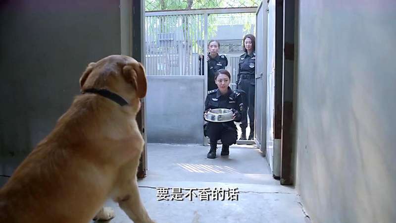 警花与警犬警犬樱桃闹脾气了不吃不喝原来是因为嫉妒大饼