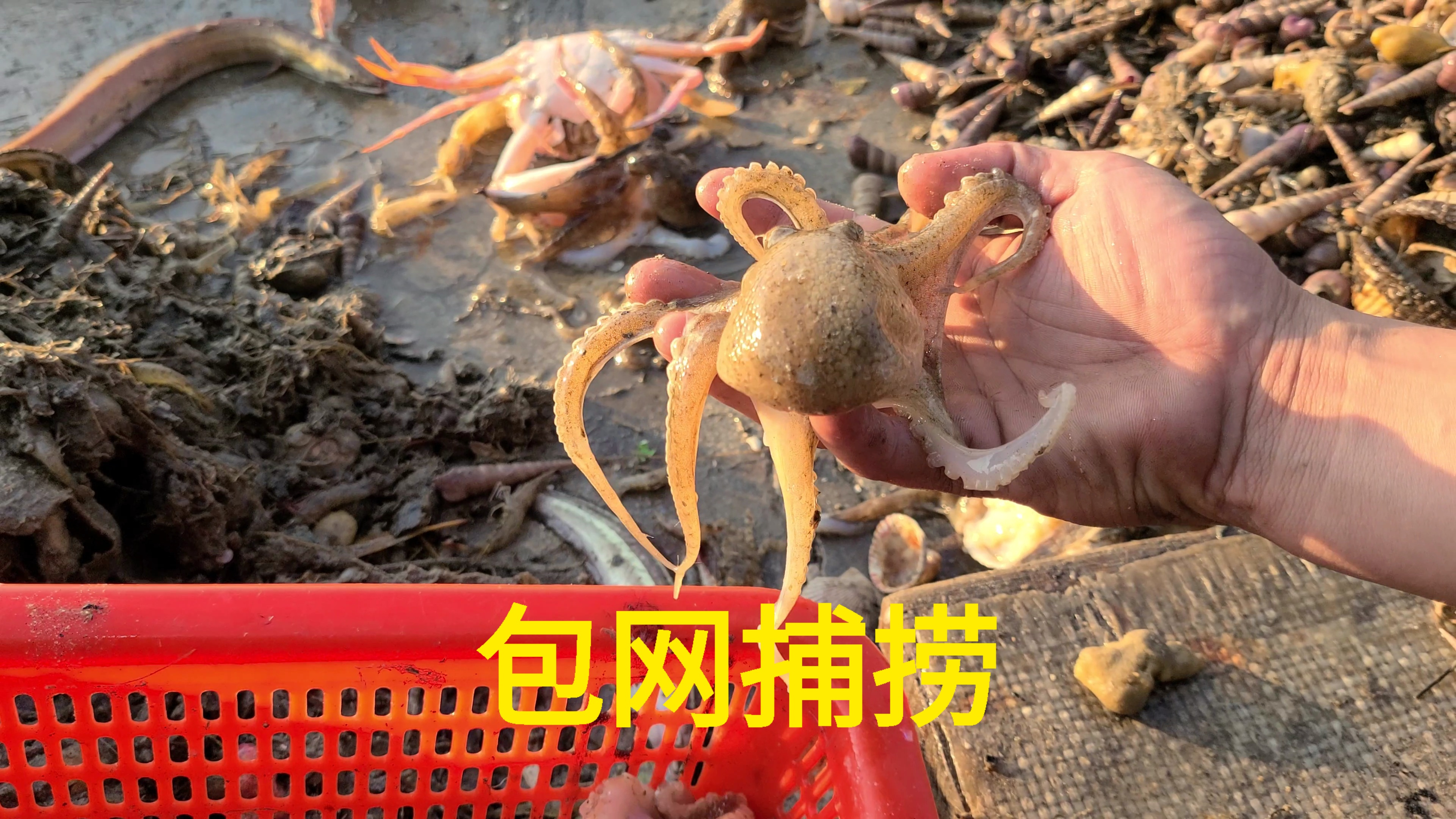 辽宁省齐辉大哥包船出海捕捞,收获一堆八爪鱼,大家看划算吗