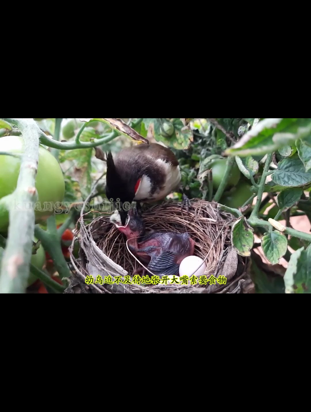 红耳鹎育雏:幼鸟饭后吃水果,不料果实太大,差点被噎死!-度小视