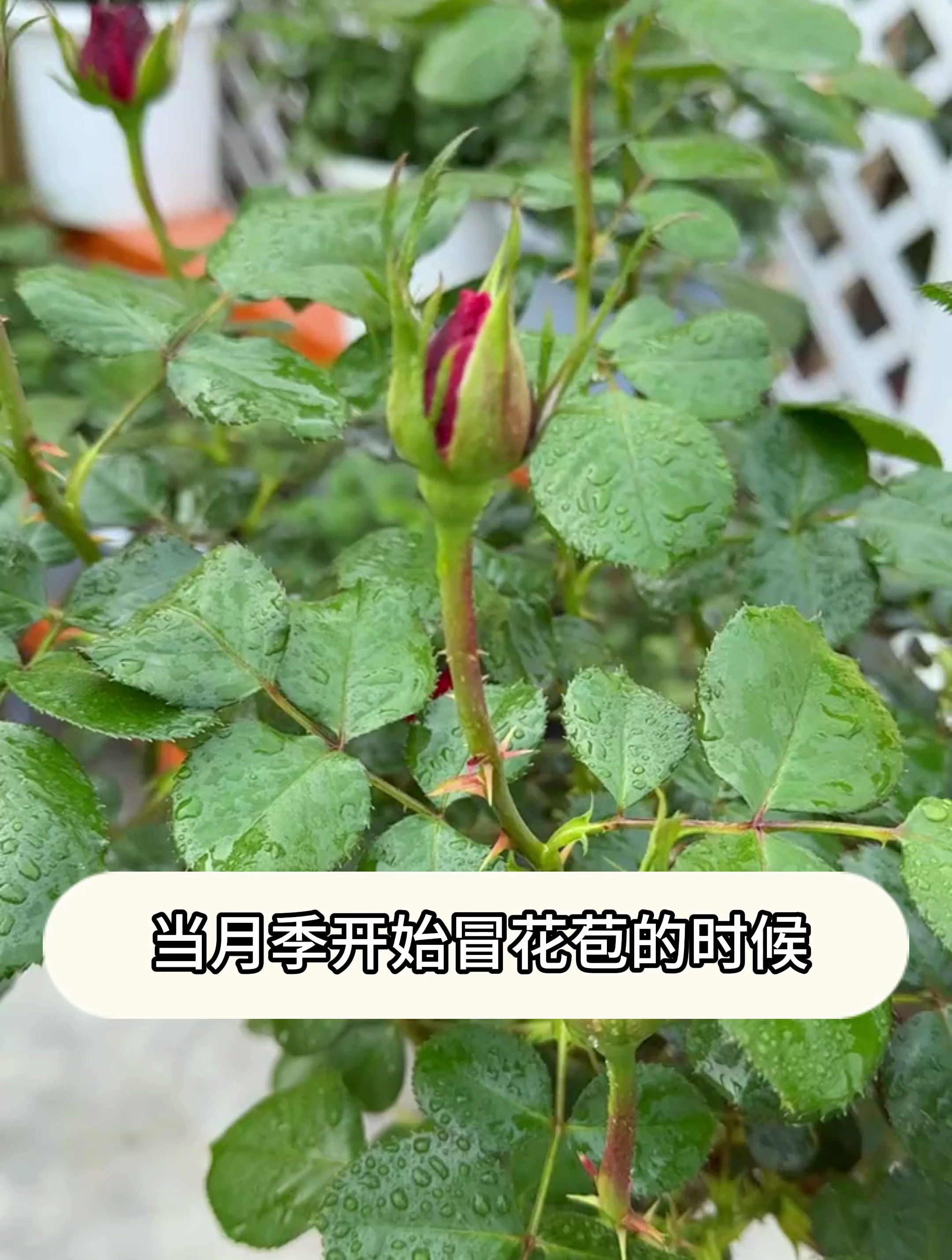 月季花的生长变化图片