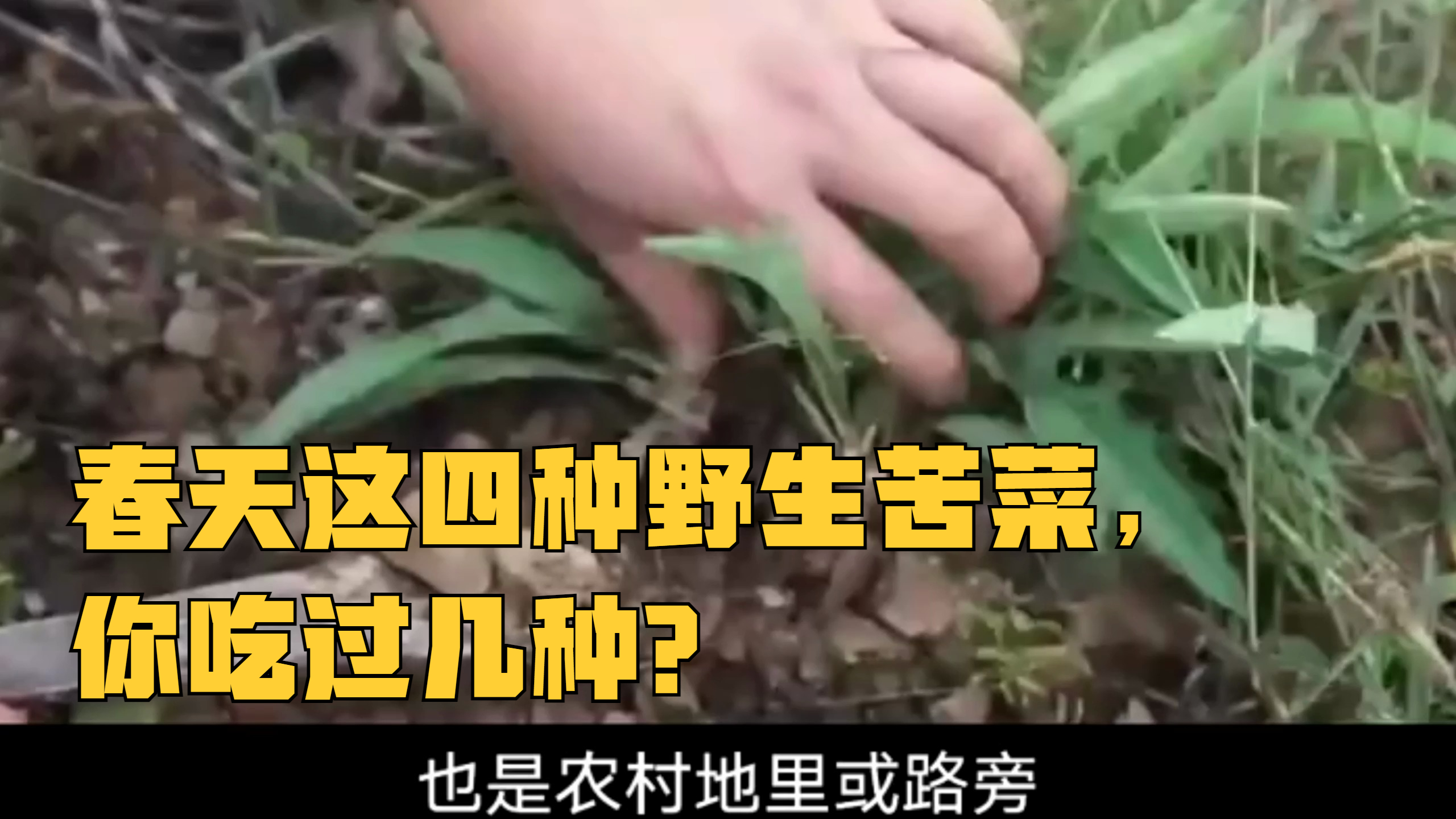 春天这四种野生苦菜,你吃过几种?