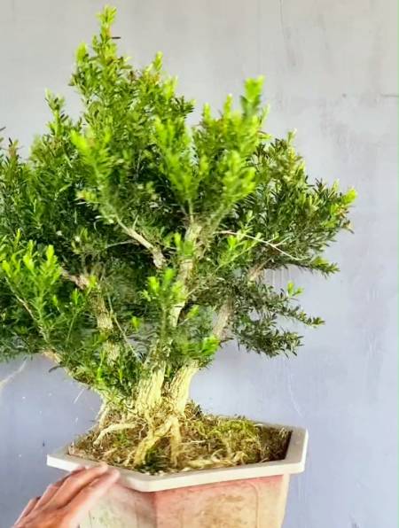 小叶皱皮雀舌黄杨用脱衣见锦方法修剪造型成一本多杆丛林盆景-度小