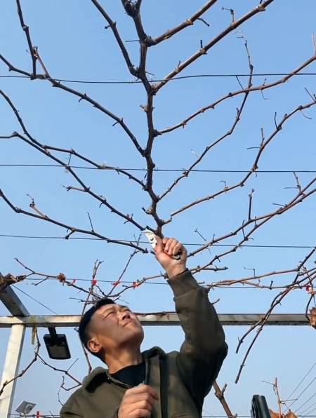 果树修剪,果树管理,葡萄树修剪-度小视