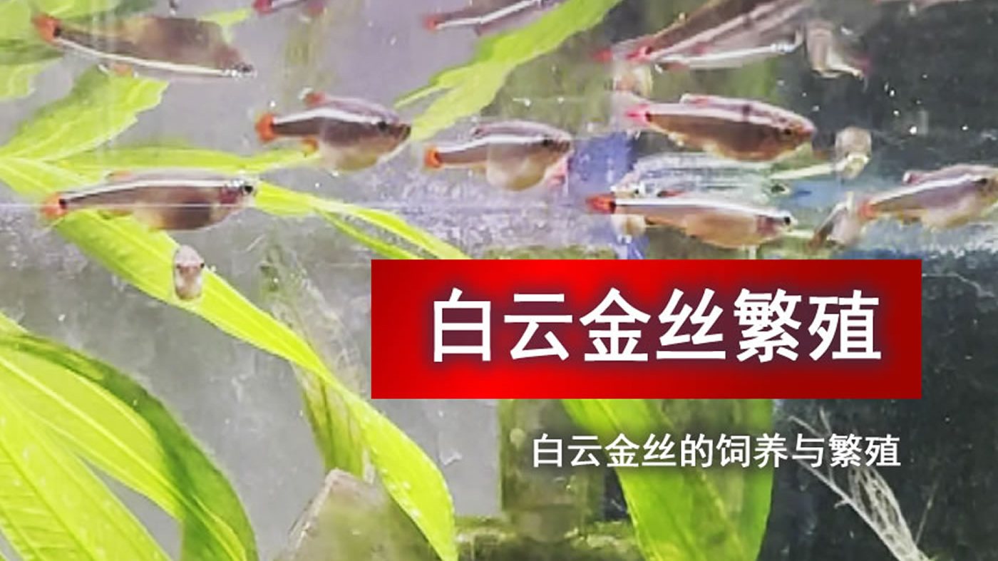 新手必看！白云金丝产卵后孵化全流程