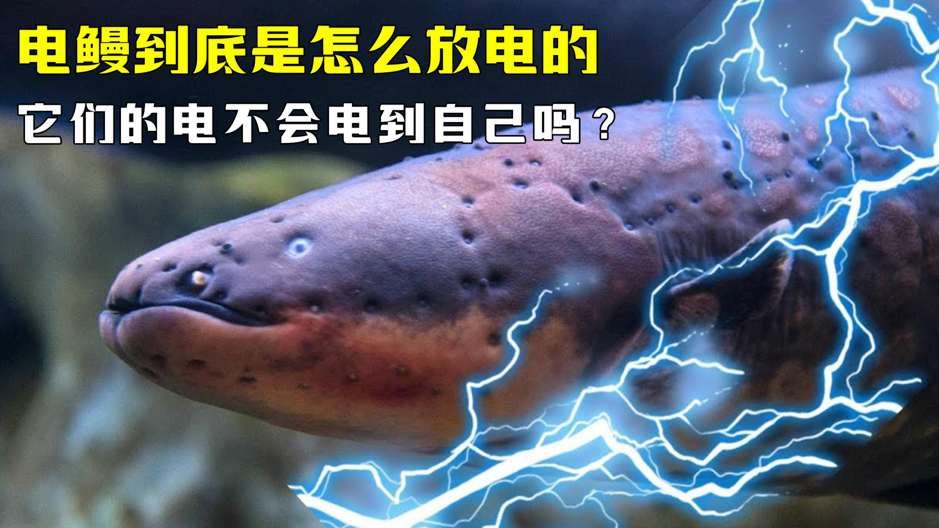 电鳗到底是怎么放电的?它们难道不怕电到自己么?