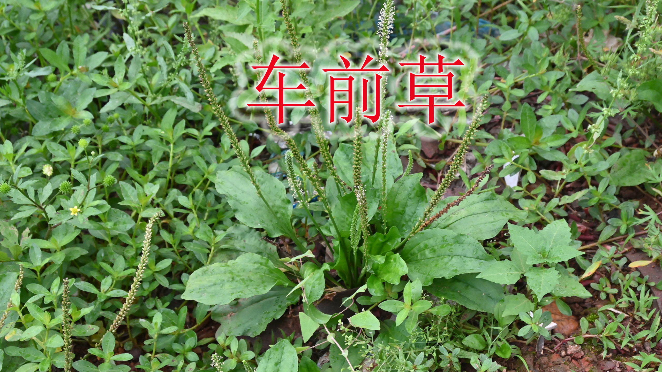 户外野生车前草挖回家,煮鸡蛋吃或泡茶喝,一些好处了解吗?