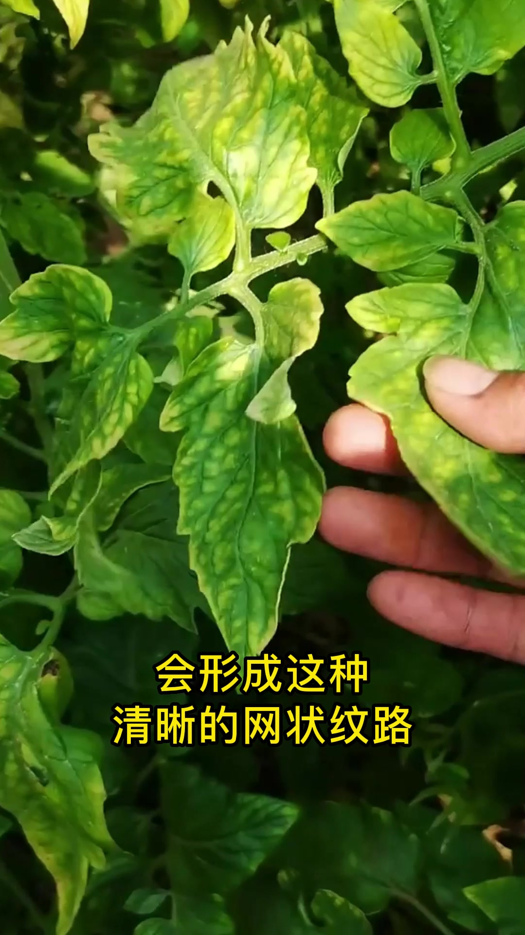 镁肥的作用与功效,镁肥的正确使用方法