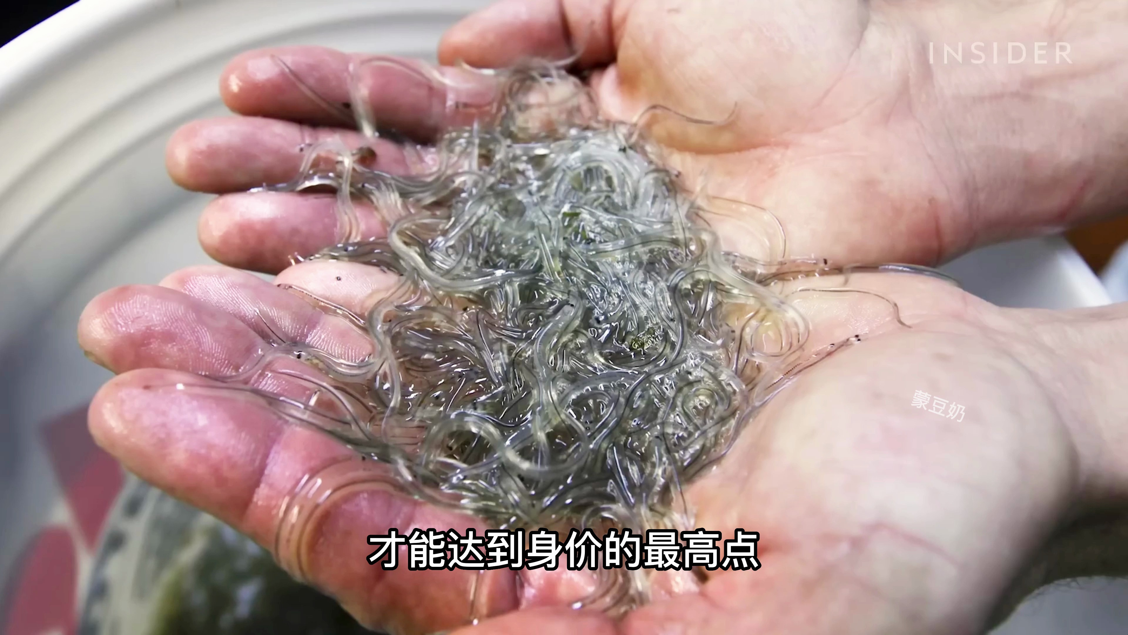 7000美元一斤鳗鱼,还要持证捕捞,你见过吗?